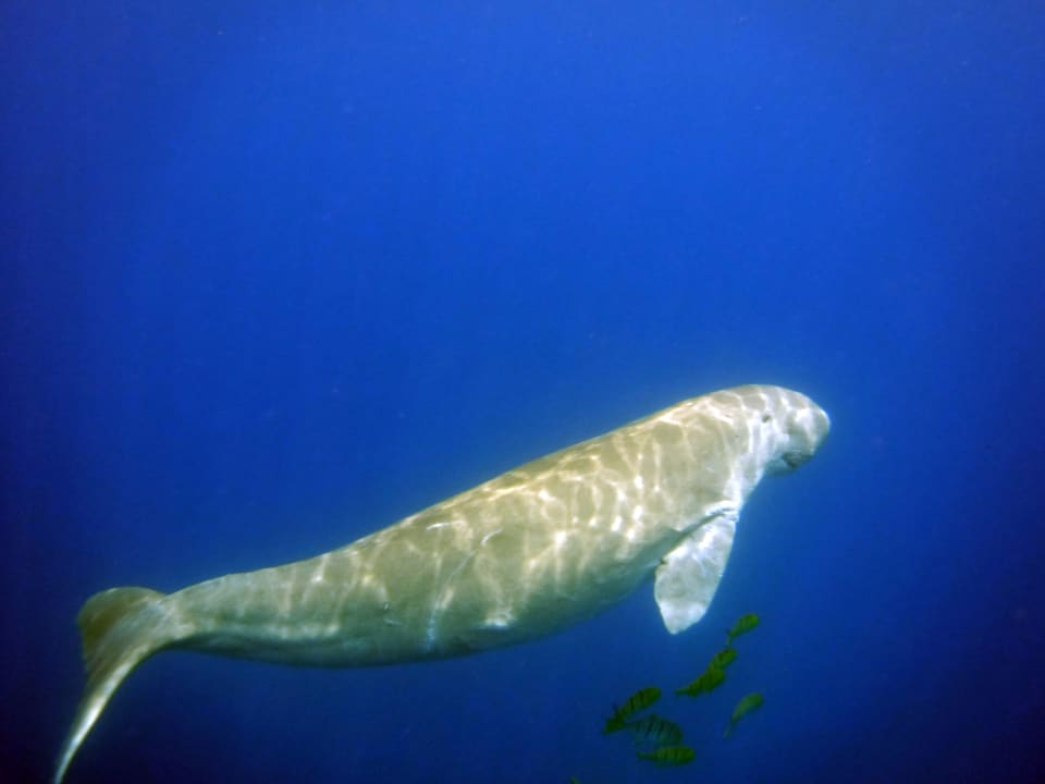 Strand Malikia Resort Abu Dabbab