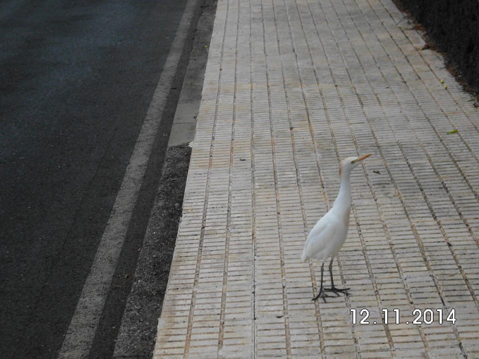 Kuhreier auf Nahrungssuche die Geckos werden wenig Hotel Hyde Park Lane