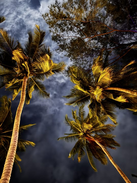 Gartenanlage Hotel Kiwengwa Beach Resort