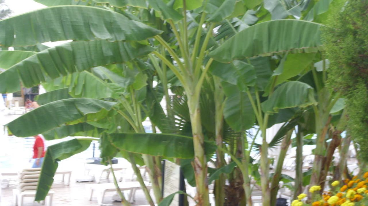 Garten Crystal Paraiso Aqua Collection