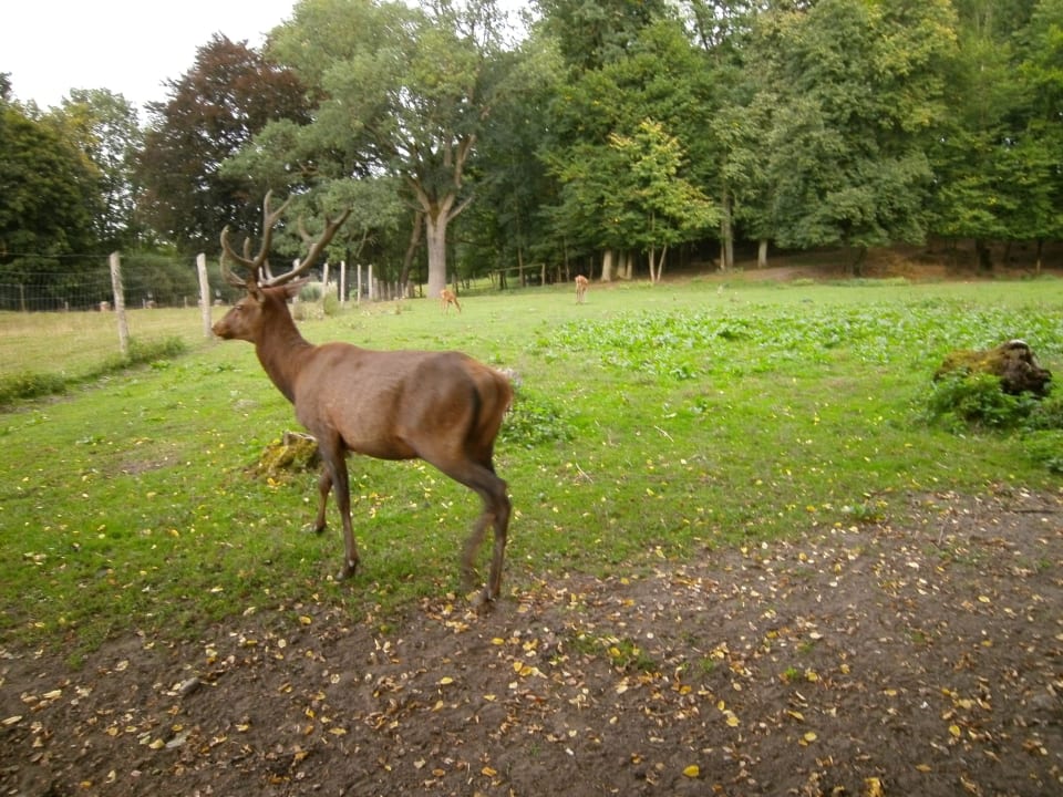 Hirsch im Schloßeigenen Gehege Hotel Zamek Karnity