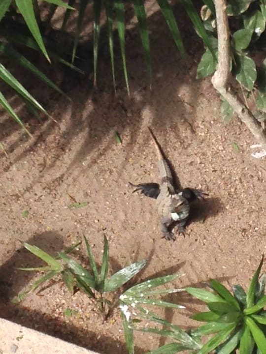 El Leguan im Garten Akumal Bay Beach & Wellness Resort