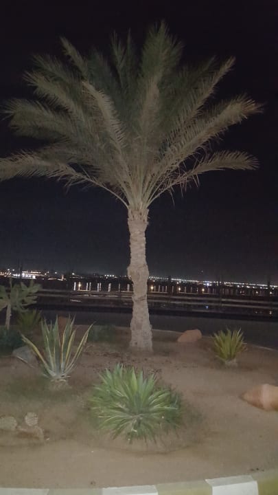 Gartenanlage Desert Rose