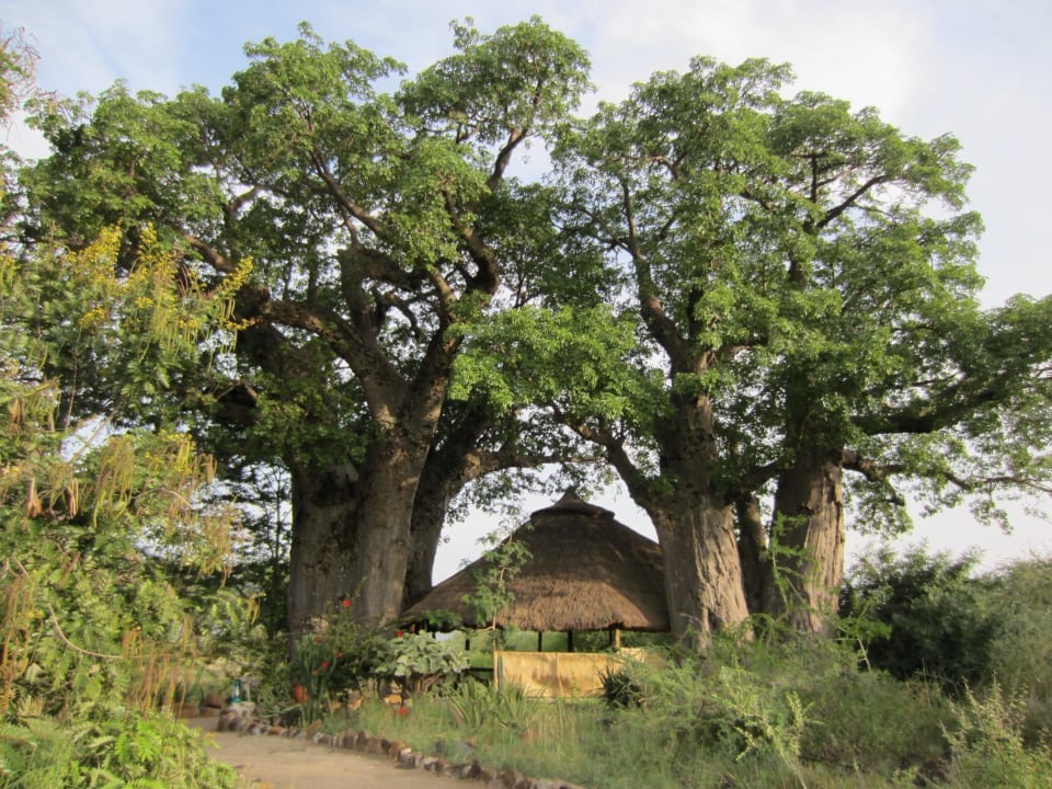 Eingang Ol Mesera Tented Camp