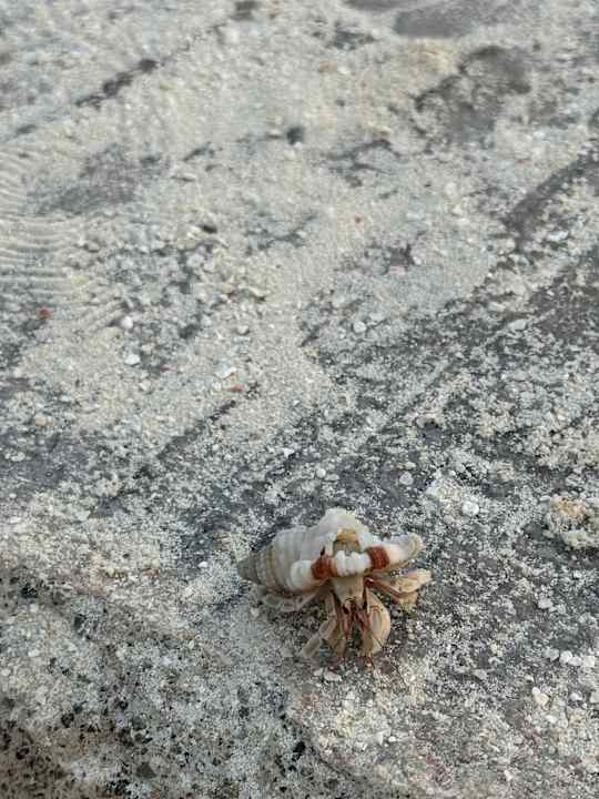 Sonstiges Adaaran Select Meedhupparu Island Resort - Premium All Inclusive