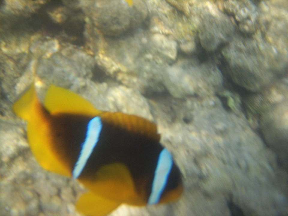 Sory za jakość ale takie rybki mozna spotkać Hotel Titanic Palace