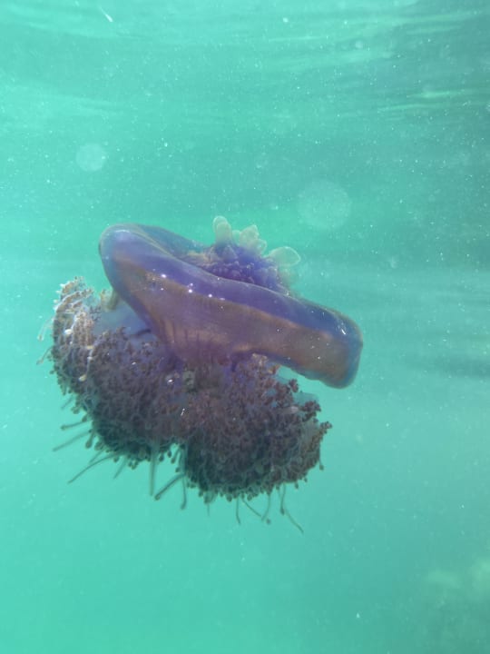 Strand Mövenpick Resort El Quseir