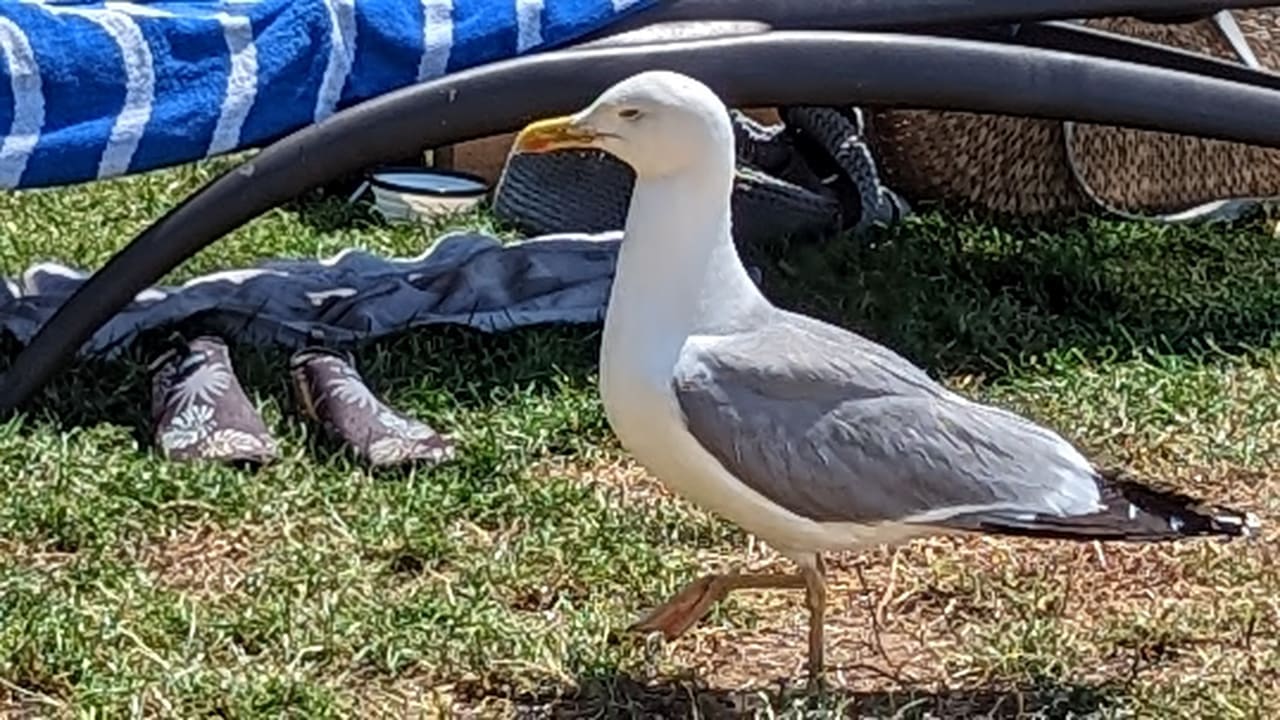 Gartenanlage Valamar Parentino Hotel
