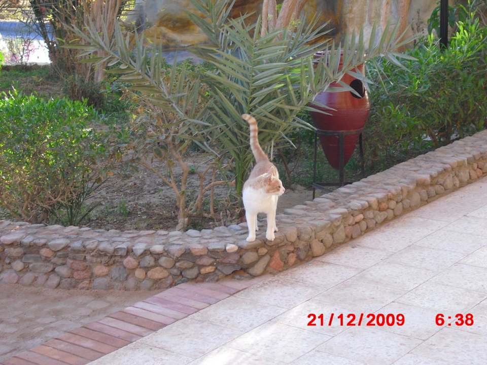 Katze Giftun Azur Resort