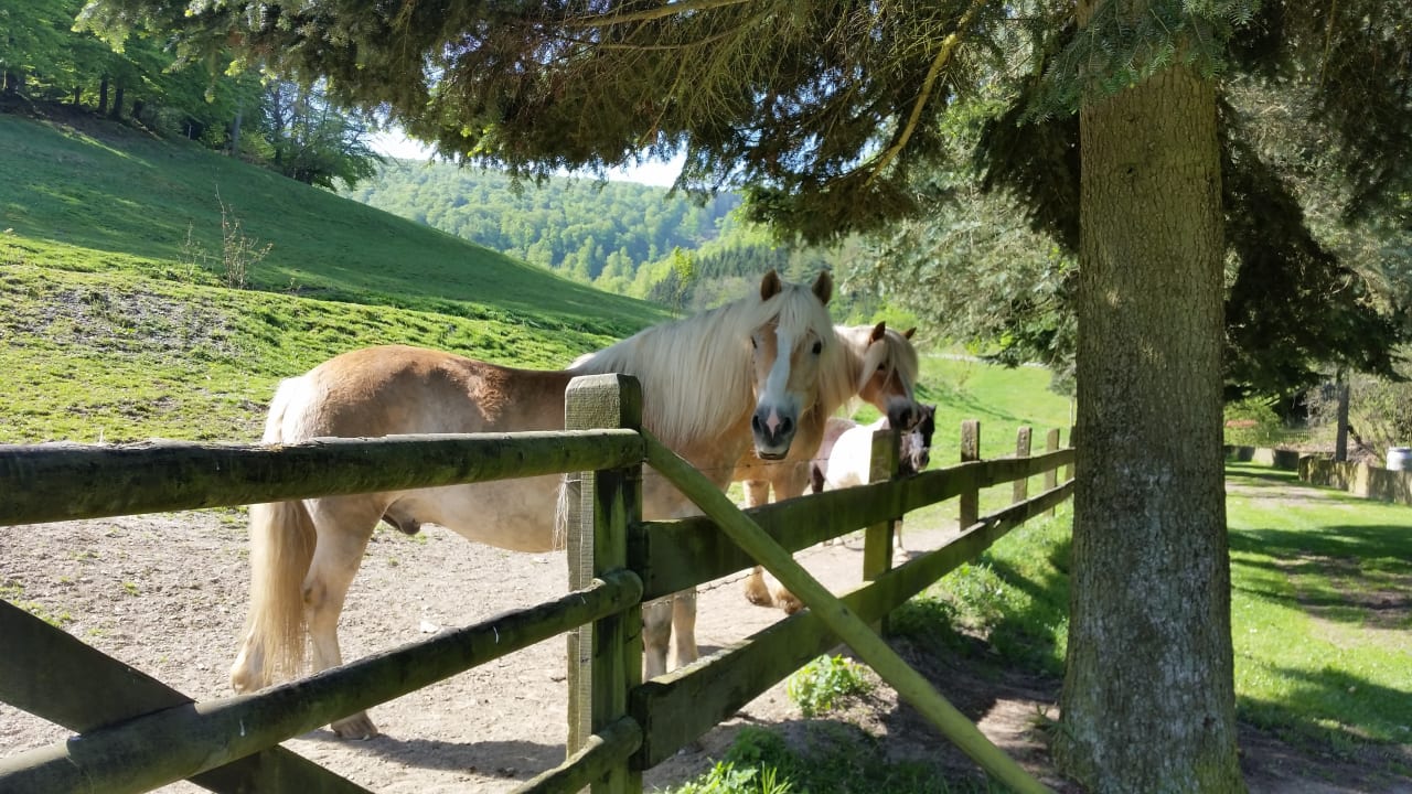 Am Haus Hotel Gut Vorwald