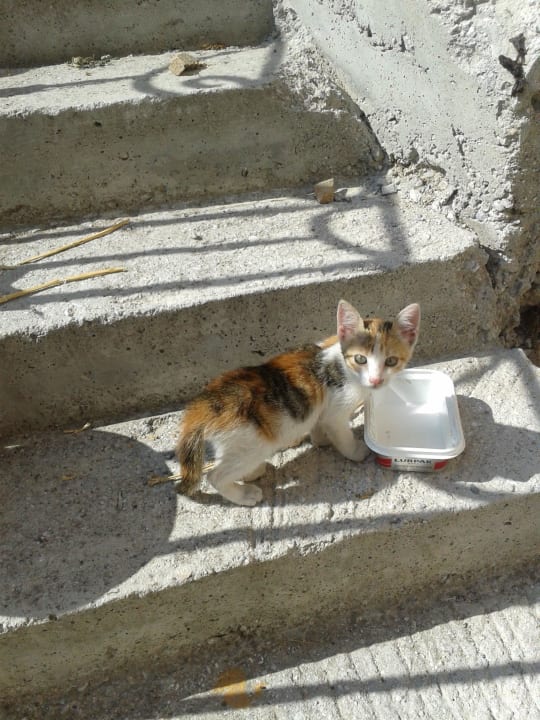Süß und zahlreich in diesem Jahr Kouros Seasight Hotel