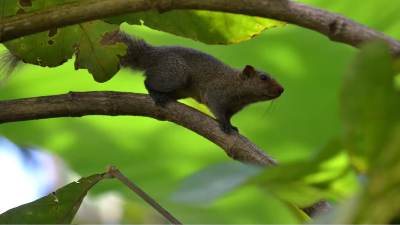 Gartenanlage Bangsak Village