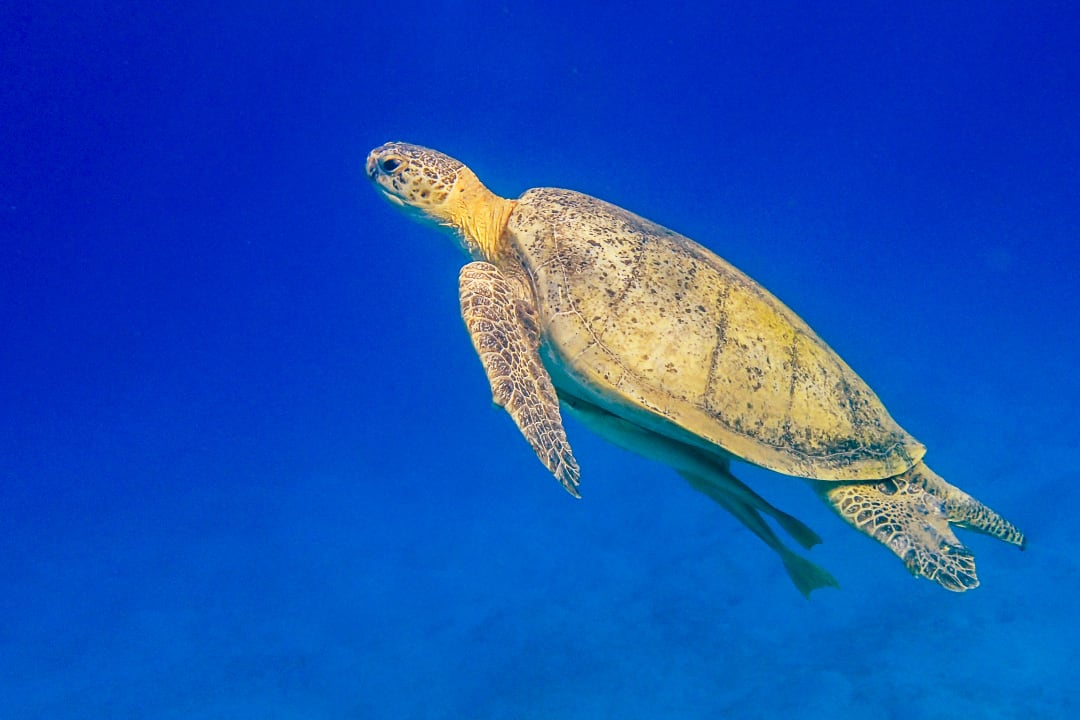 Sport & Freizeit Steigenberger Coraya Beach - Adults only