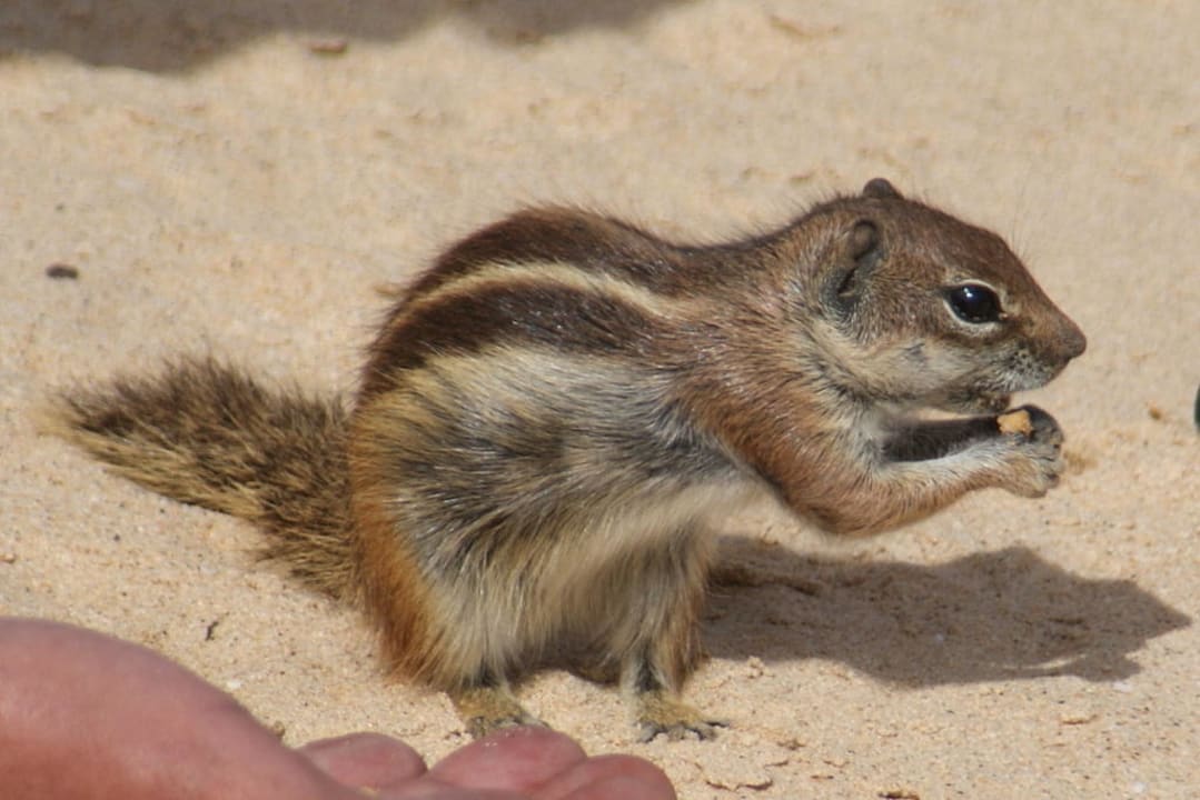 Noch ein Streifenhörnchen TUI MAGIC LIFE Fuerteventura