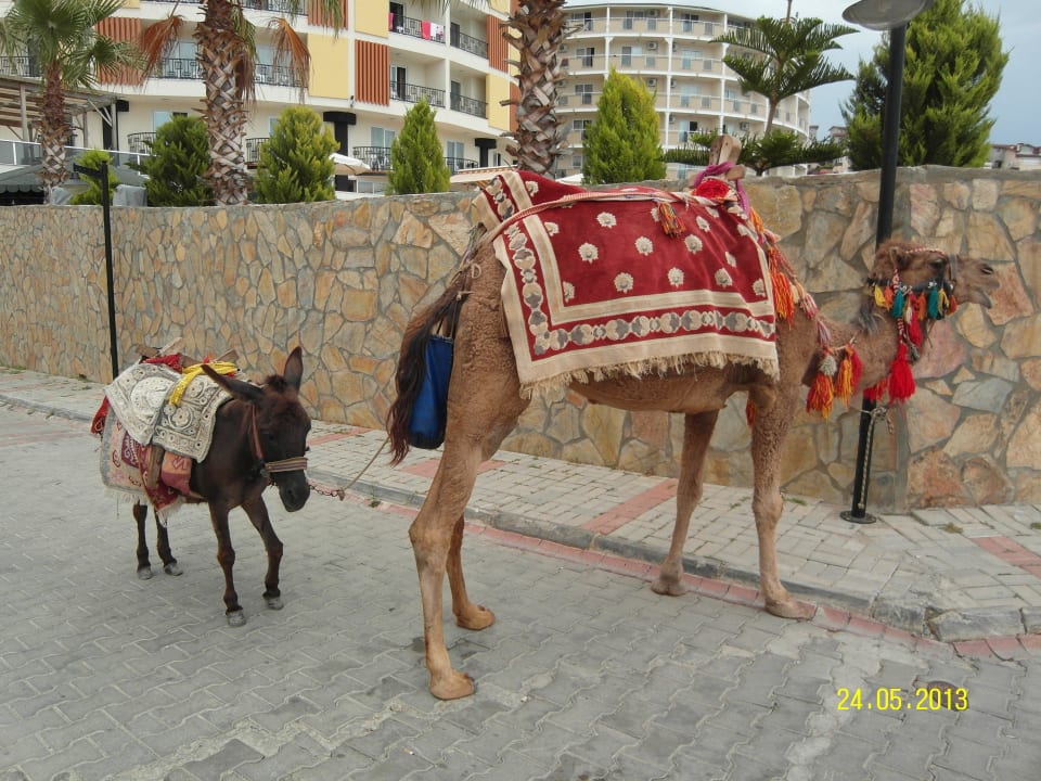 Vor dem Hotel süß  Hotel Arabella World