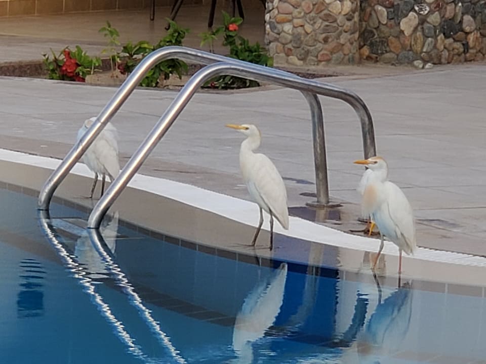 Pool Coral Sun Beach