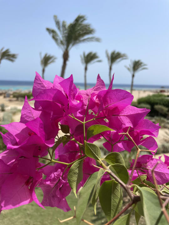 Ausblick Hotel Gorgonia Beach Resort