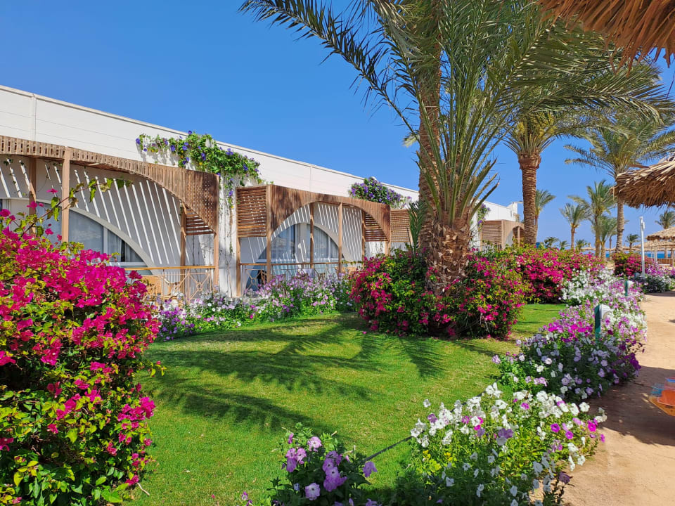 Gartenanlage Desert Rose