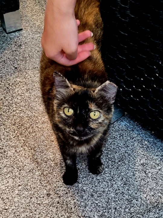 Sonstiges allsun App.-Hotel Esquinzo Beach