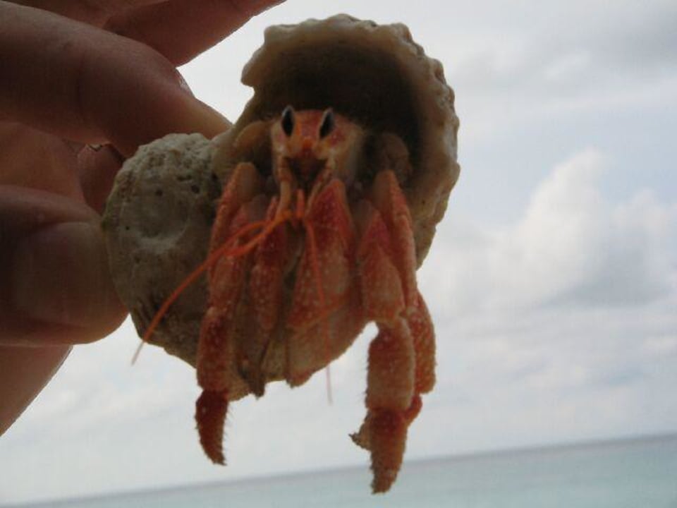 Einsiedlerkrebs Kuramathi Maldives