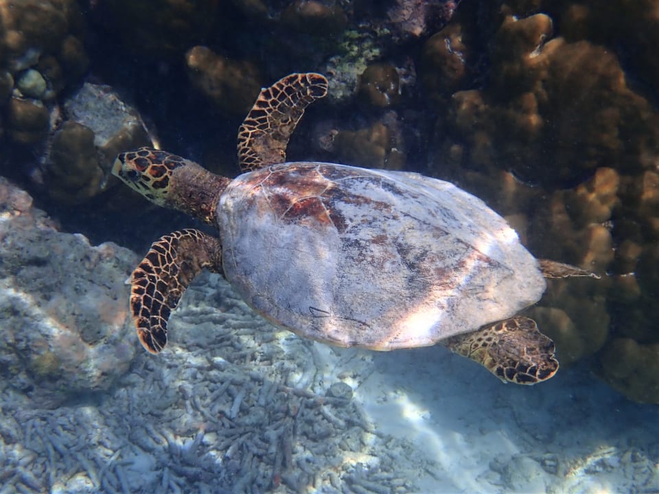 Sport & Freizeit NH Collection Maldives Reethi Resort