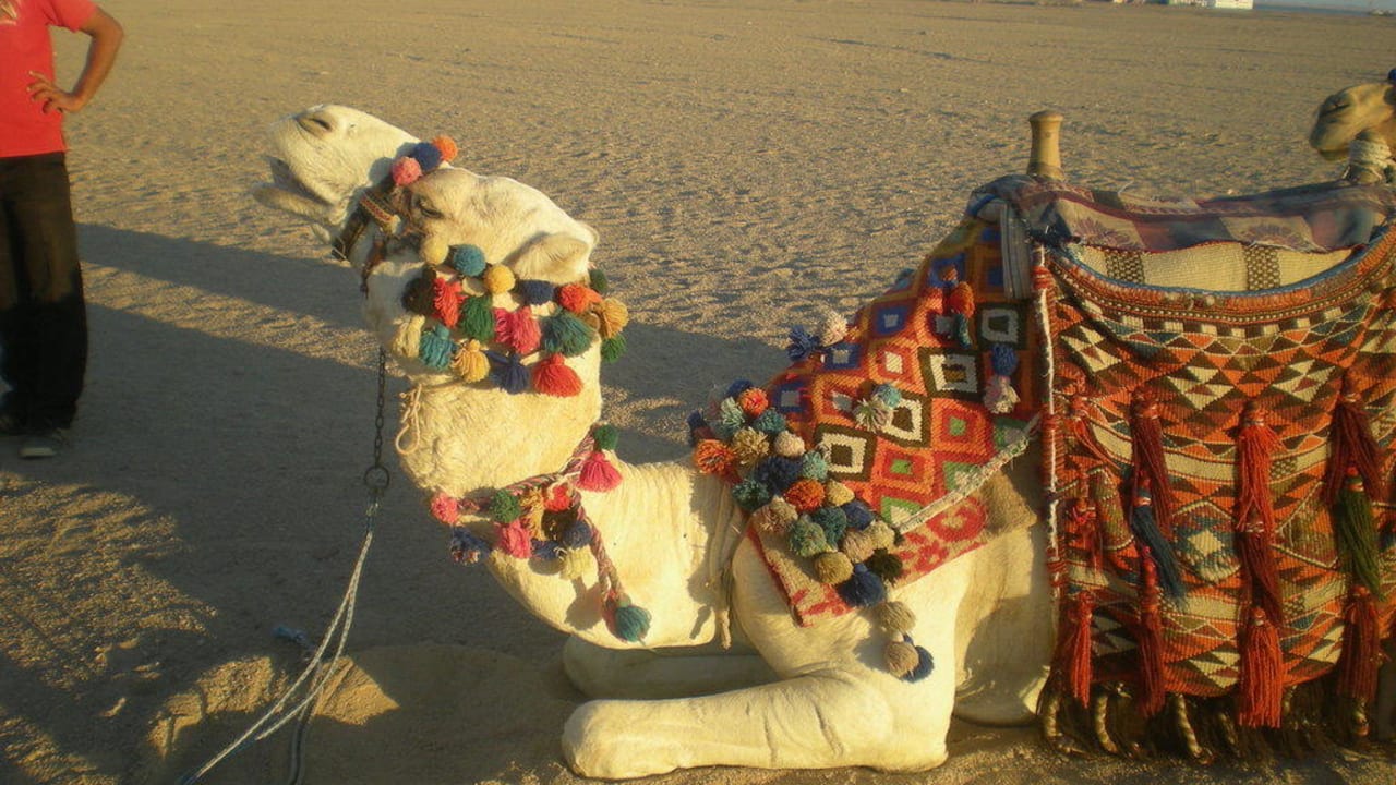 Micky Maus Sentido Caribbean World Soma Bay