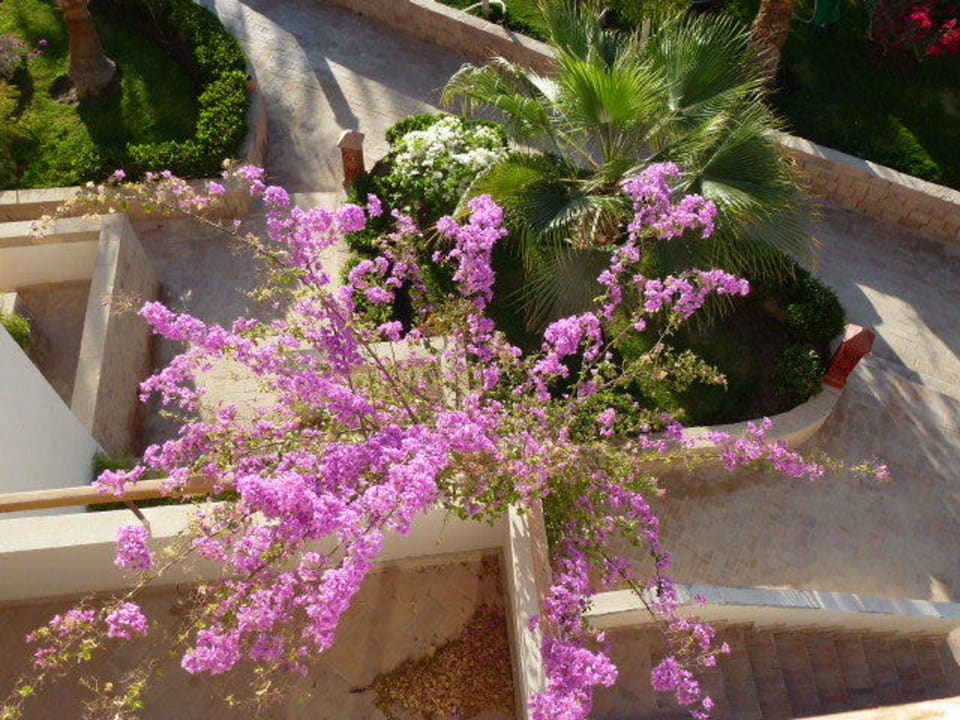 Pflanzen Fort Arabesque Resort, Spa & Villas