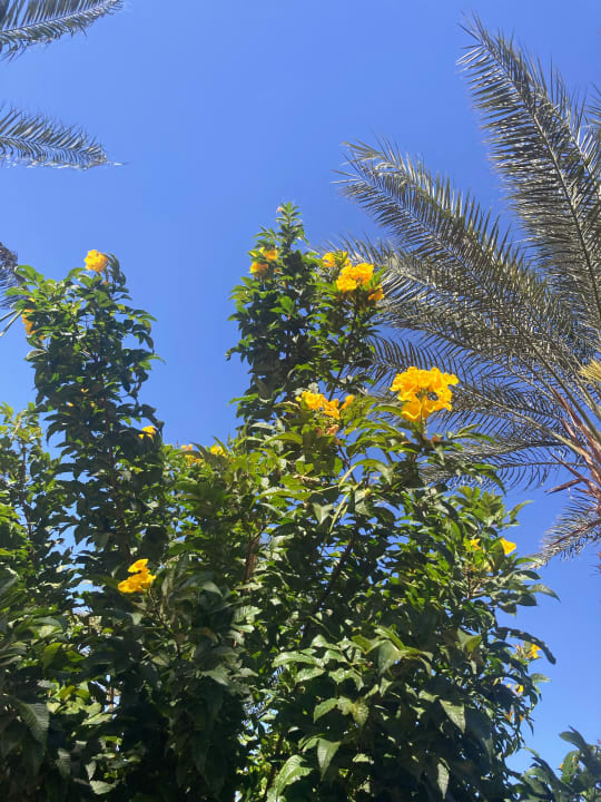 Gartenanlage Jaz Makadi Oasis Resort