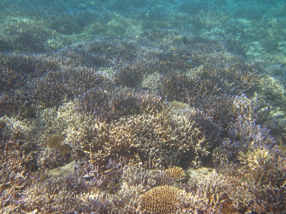 Hausriff Hotel Matamanoa Island Resort