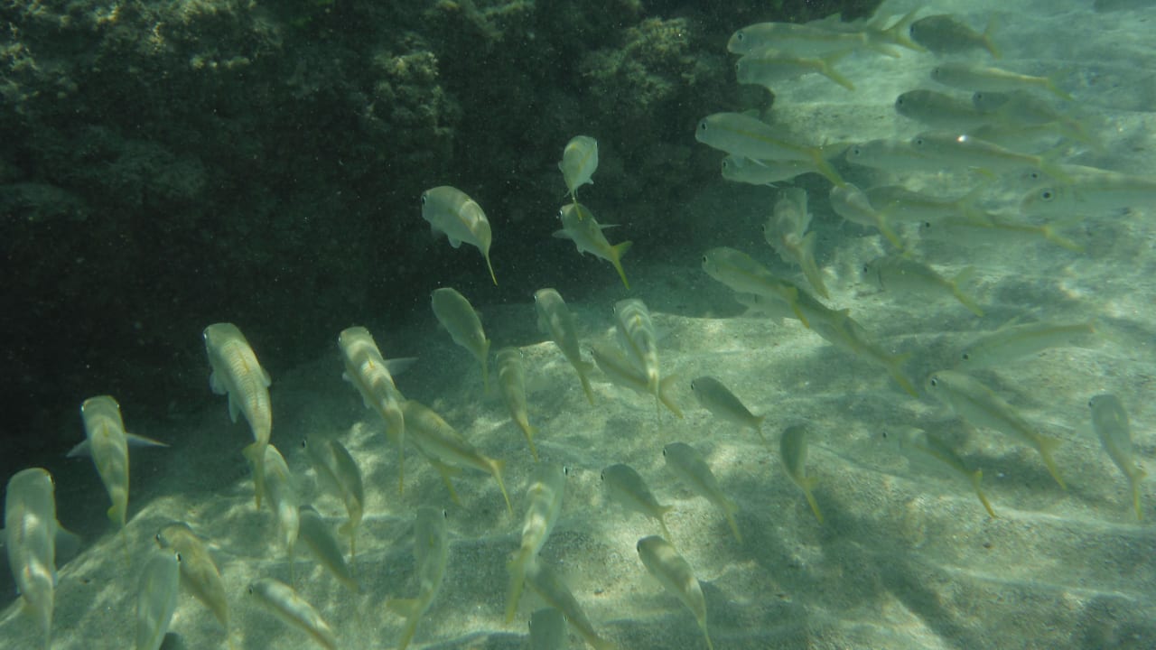 Sport & Freizeit Shams Alam Beach Resort