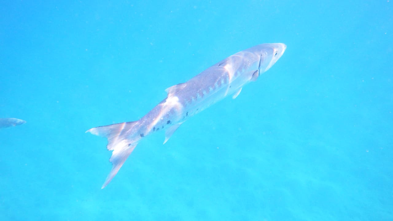 Strand Lahami Bay Beach Resort