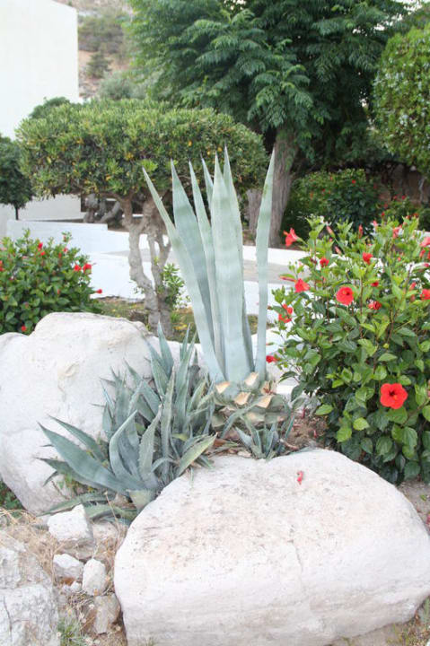 Pflanzen  Dimitra Beach Hotel & Suites