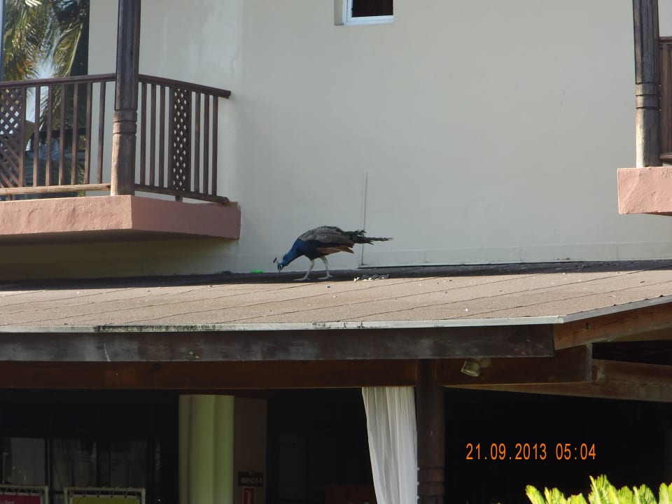 Pfau Grand Sirenis Punta Cana Resort & Aquagames