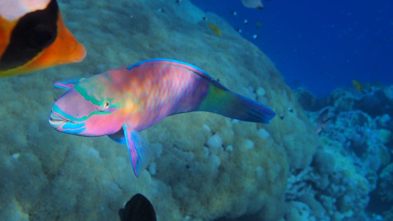 Strand Makadi Spa - Adults only