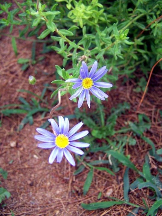 Vegatation Grecotel LUXME White