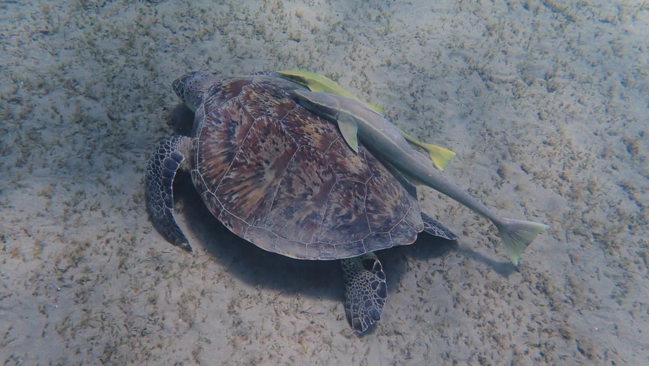 Sport & Freizeit Malikia Resort Abu Dabbab