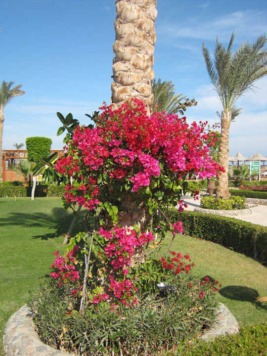 Ganz tolle Blumen Riviera Aqua Park Resort