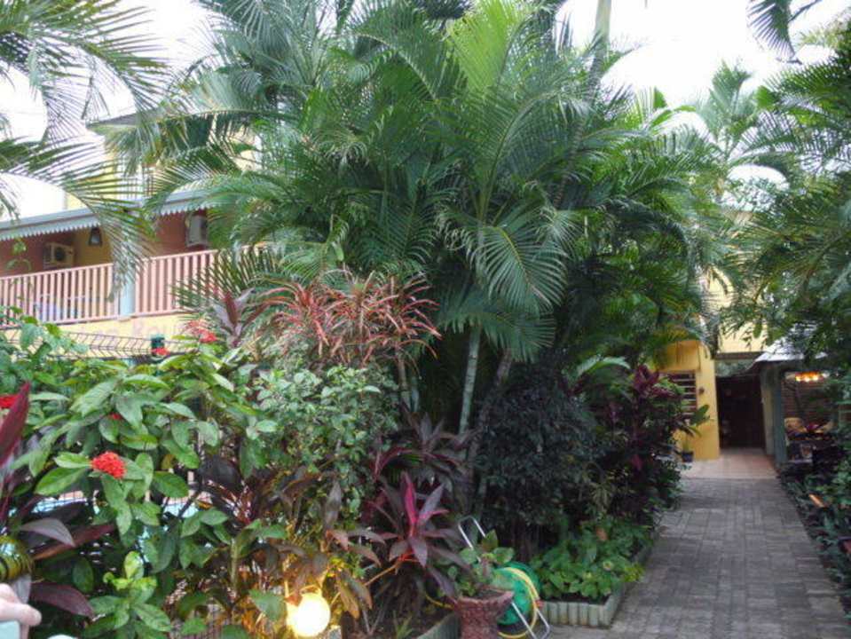 Garten / Weg zum Gebäude Hotel Les Bougainvilliers