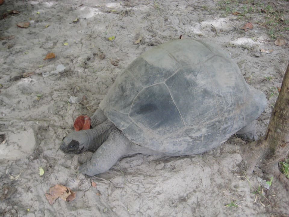Hausschildkröten Constance Ephelia