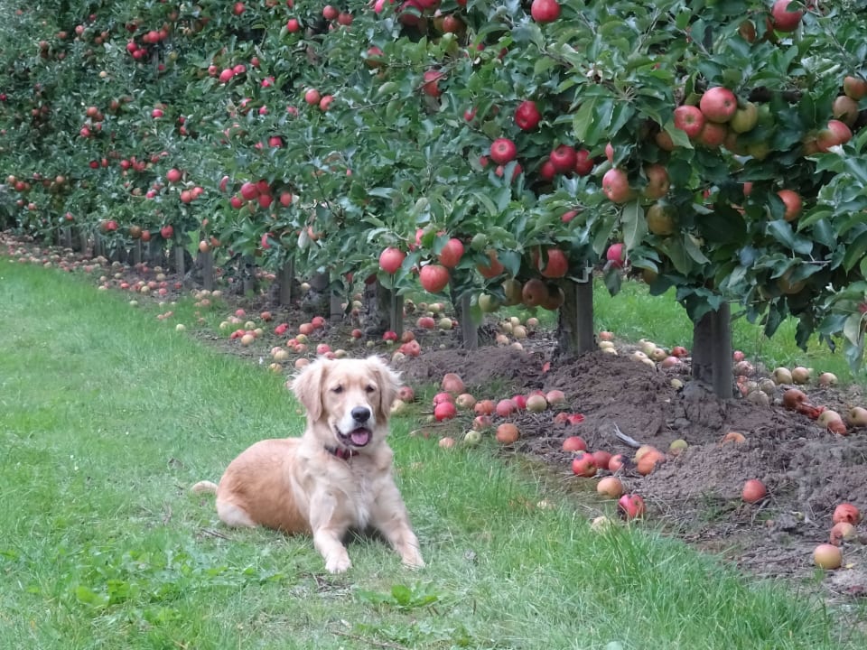 Pause im Apfelgarten Feriendorf Altes Land