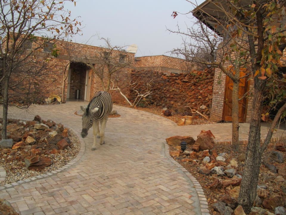 Garten mit Haustier Etosha Village