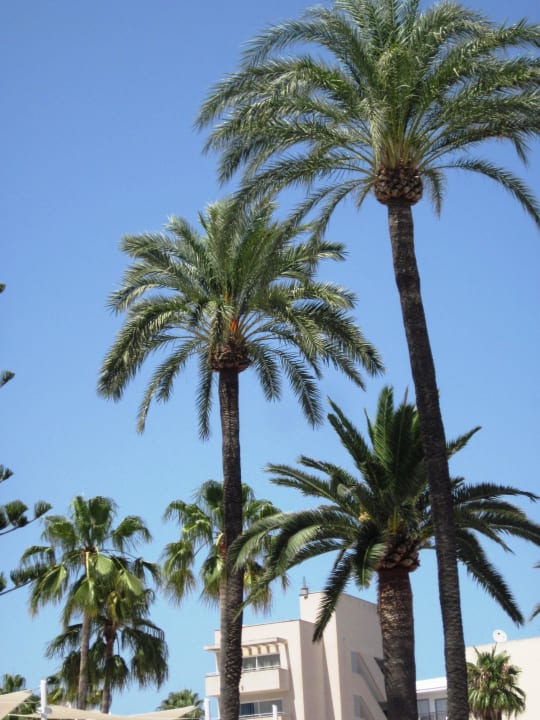 Zusätzliche Schattenspender CM Playa del Moro