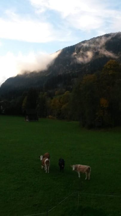 Ausblick Pension Waidmannsruh