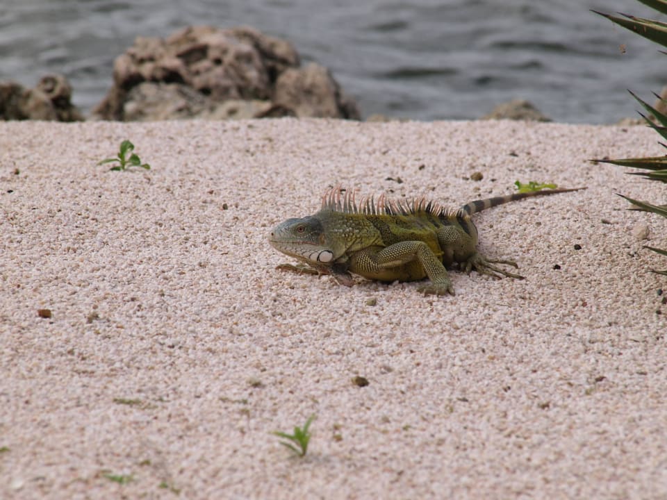 Reptil Blue Bay Lodges - Sunny Curacao