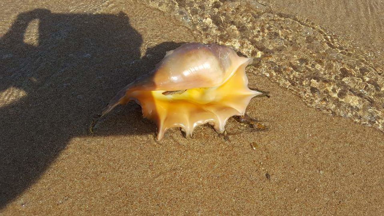 Strand Pickalbatros Citadel Resort