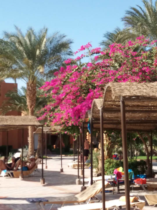 Gartenanlage Jaz Makadi Oasis Resort