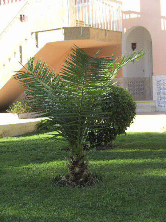 Zwischen Hauptgebäude Beach Albatros Resort