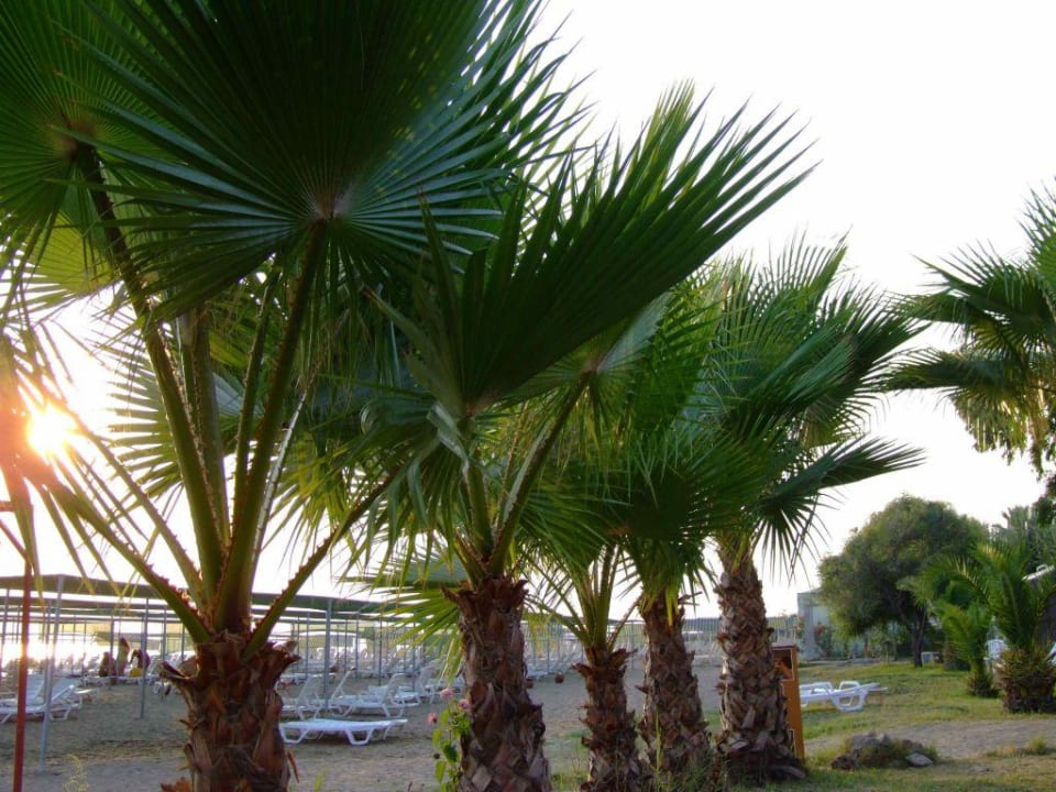 Plaza Hotel Club Verano