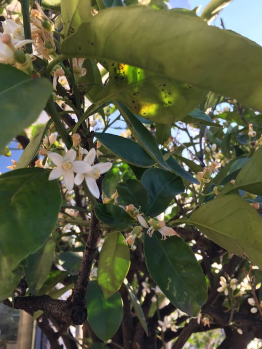Zironenblüten Capo dei Greci Taormina Coast Resort Hotel & Spa