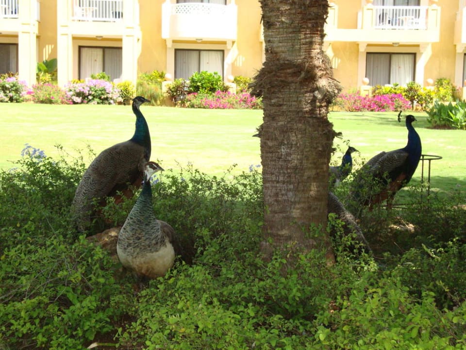 Auch die sind in der Hotelanlage zu finden Hotel Viva Dominicus Palace by Wyndham-All Inclusive Resort